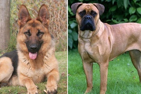 Bullmastiff Vs. German Shepherd