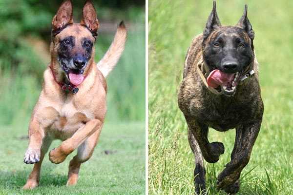 belgian malinois x dutch shepherd