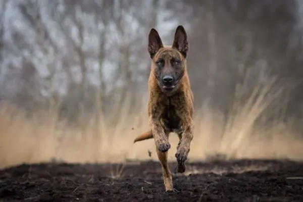 Dutch shepherd