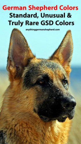 German Shepherd Colors