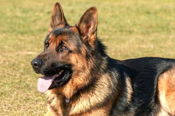 solid red german shepherd