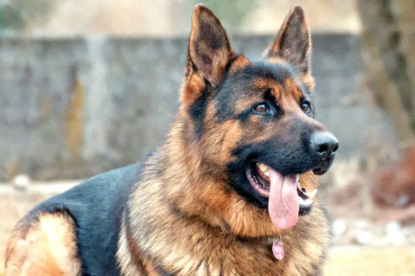 want to breed my female german shepherd