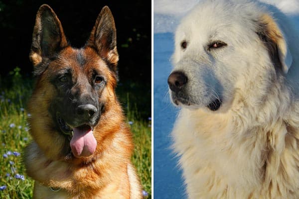 great pyrenees and german shepherd mix shedding