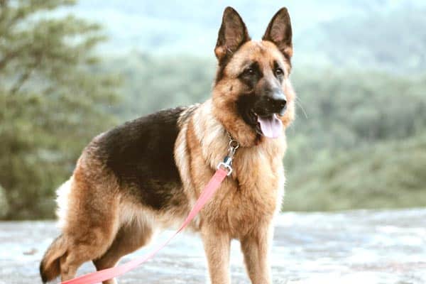 german shepherd owners guide