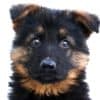 How-to-Discipline-a-German-Shepherd-Puppy