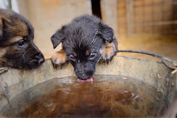 Why-Does-my-German-Shepherd-Puppy-Drink-So-Much-Water