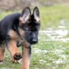 Why-Does-my-German-Shepherd-Puppy-Drink-So-Much-Water