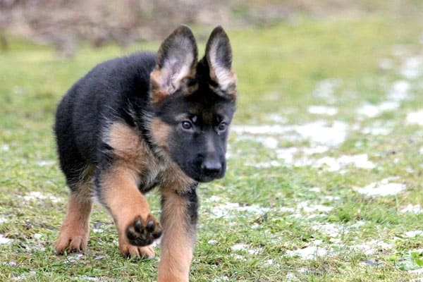 healthy treats for german shepherds