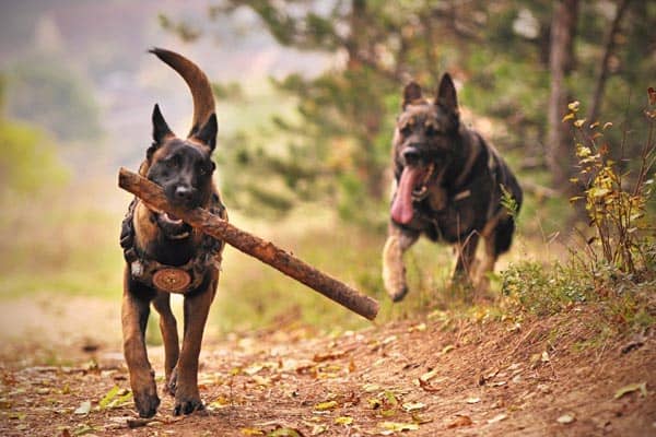 Best Companion Dog for German Shepherd