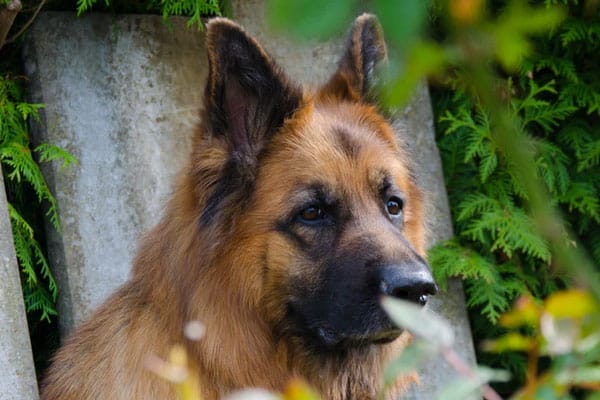 Best German Shepherd Dog Training Book