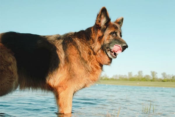 Best Life Jacket For German Shepherd