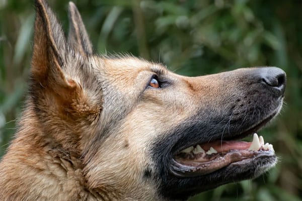 Best Toothbrush and Toothpaste For German Shepherd
