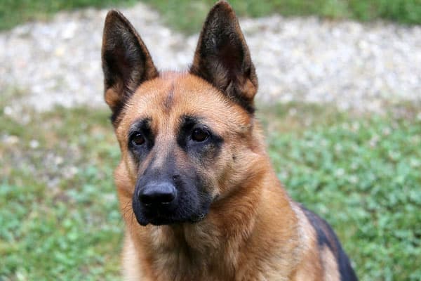 Best Wireless Fence For German Shepherd