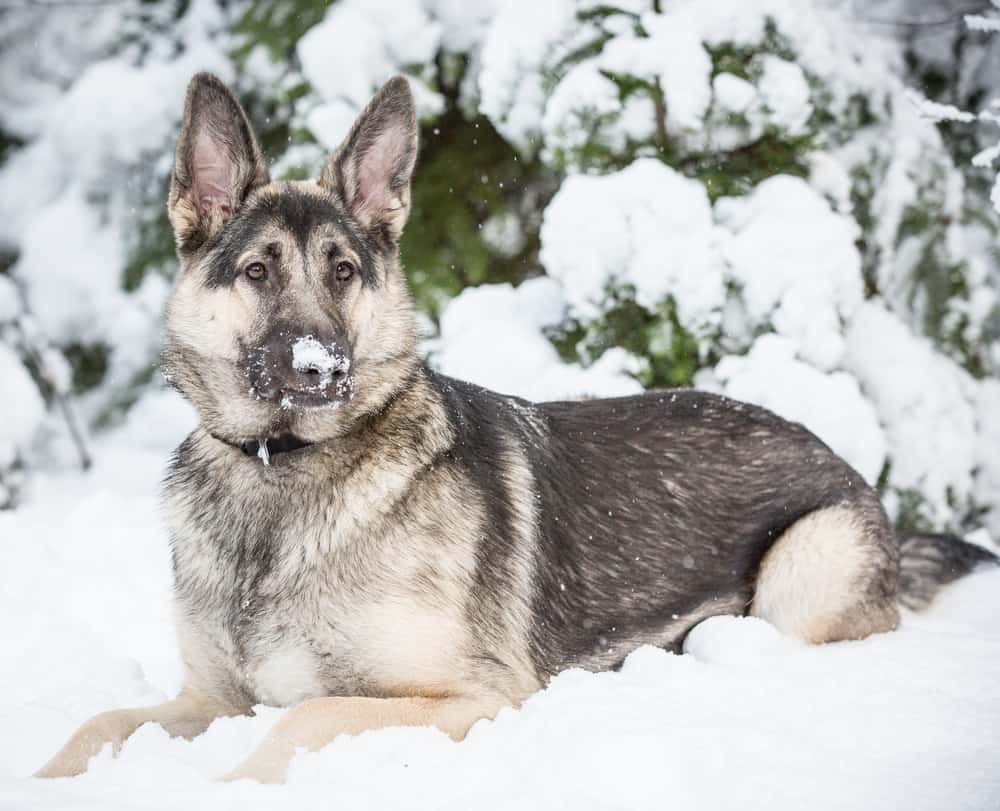 Silver-german-shepherd