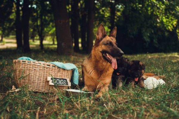 Standard german shepherd