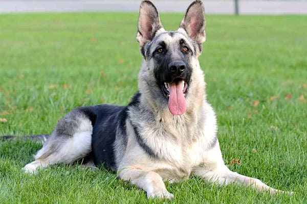 faded bicolor german shepherd