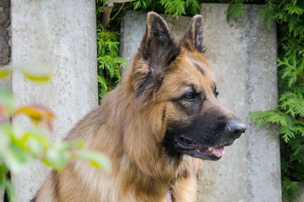 epi-german-shepherd