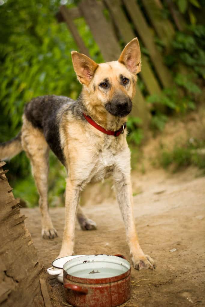 epi-german-shepherd