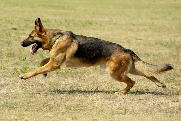 how to train my german shepherd for personal protection