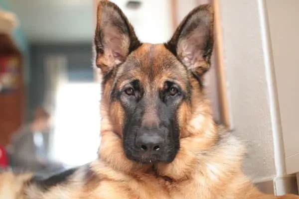 Best Dog Food For EPI German Shepherd