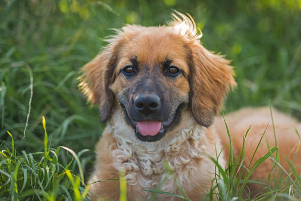 Blonde German shepherd