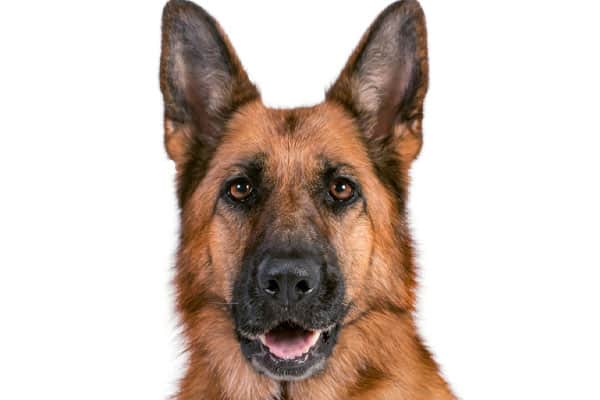 blonde german shepherd for sale