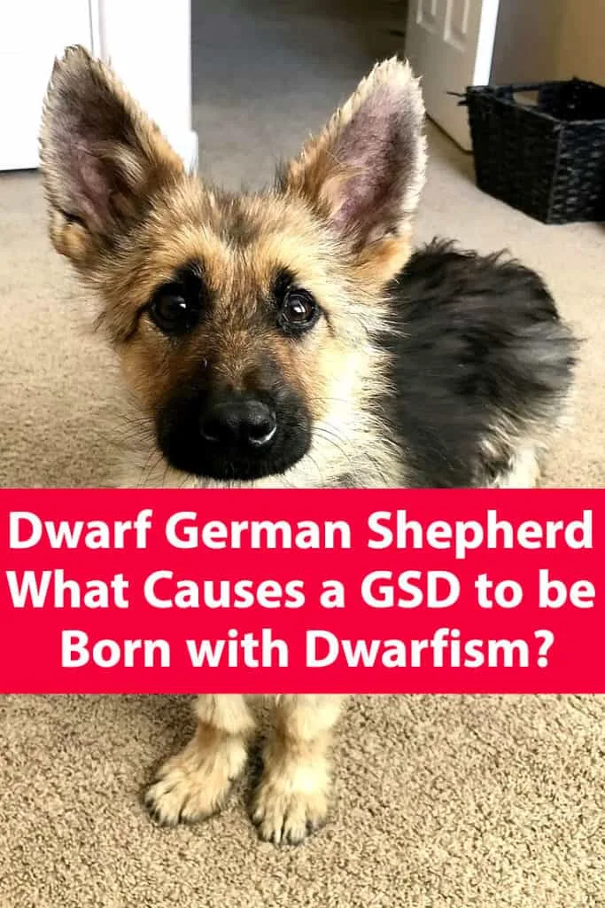 Dwarf German Shepherd Causes