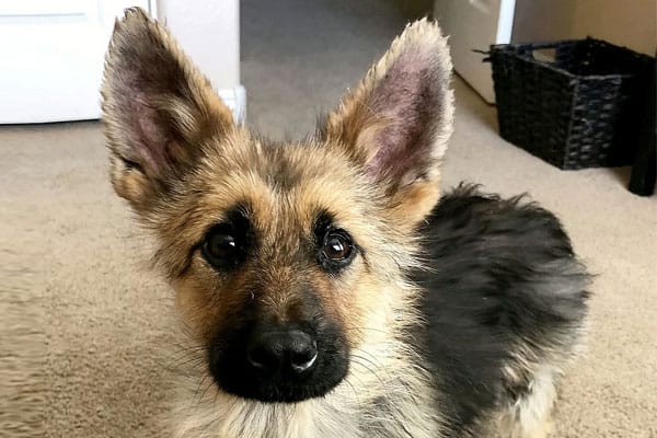 Dwarf German Shepherd