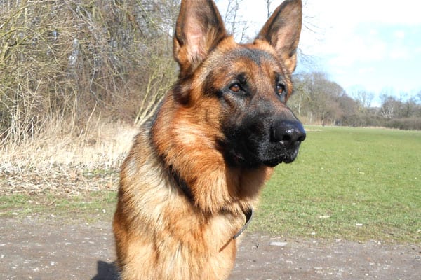 German-Shepherd-Afraid-of-Thunder