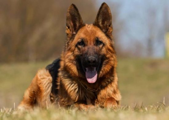 German shepherd in the grass