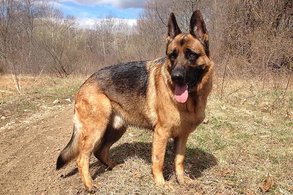 full breed german shepherd cost