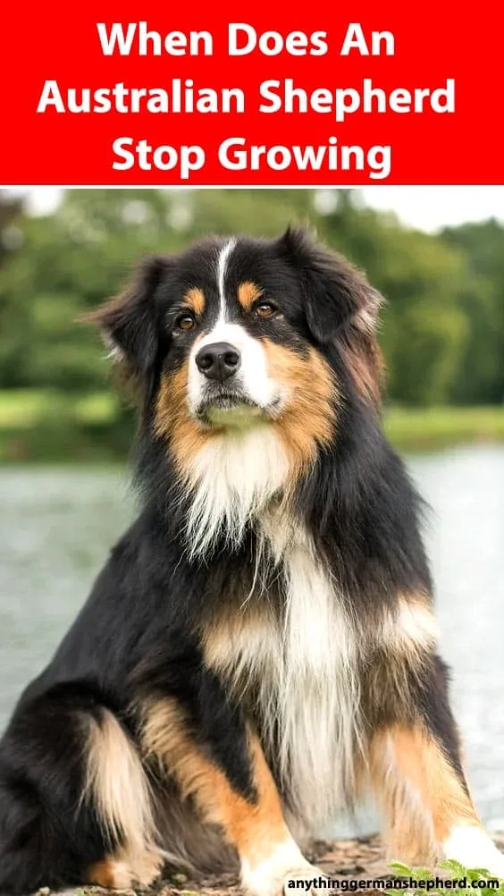 when-does-an-australian-shepherd-stop-growing