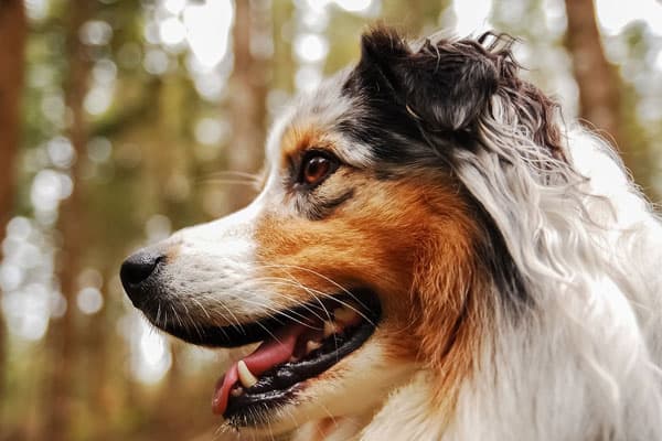 are australian shepherds a one person dog