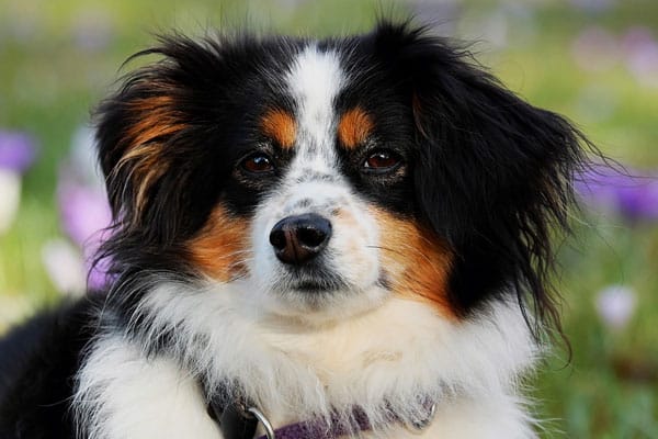 australian shepherd protection dog