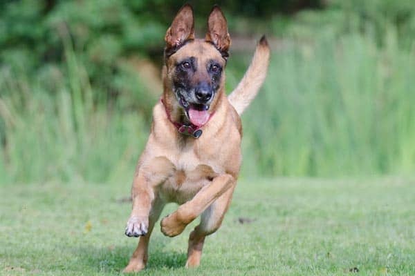 are belgian malinois cuddly