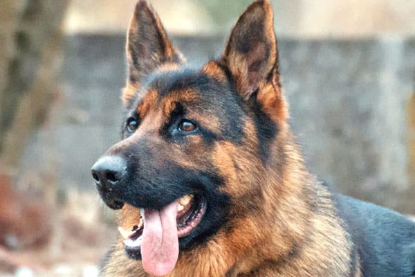 German Shepherd Growth Chart: What To Expect As Your Gsd Puppy Grows Up ...