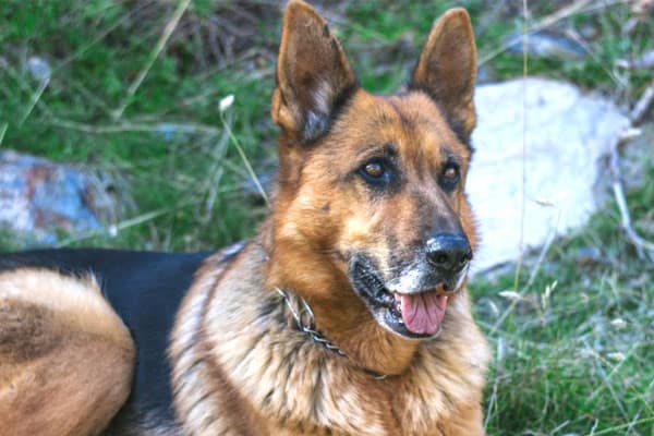 how-long-can-a-german-shepherd-go-without-eating