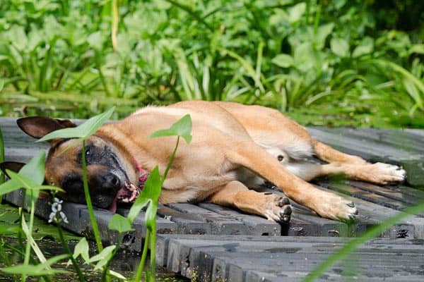 how often do belgian malinois go into heat