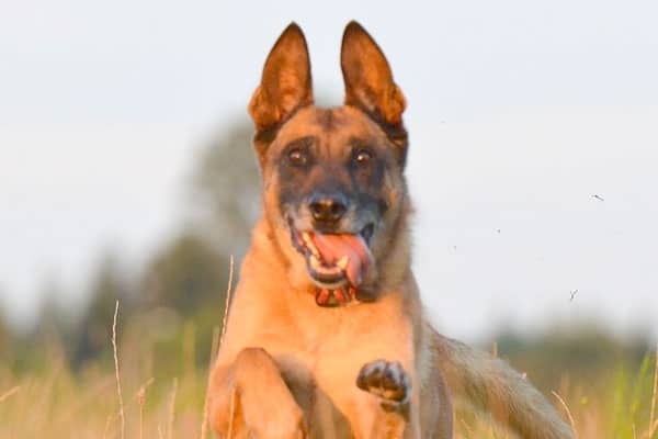 how-to-calm-down-a-belgian-malinois