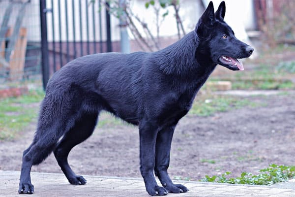 blue bay shepherd temperament