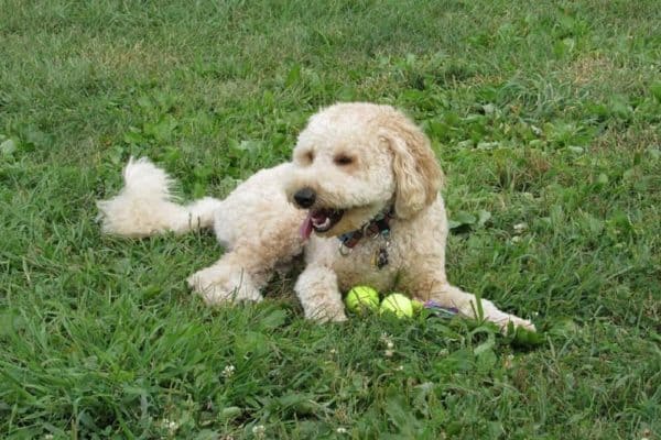 Australian-Shepherd-Goldendoodle-Mix