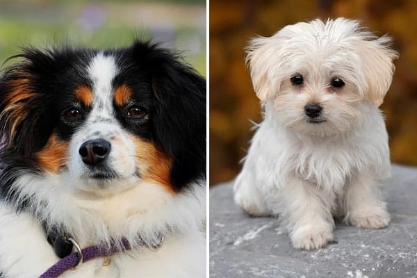 Australian Shepherd Maltese Mix