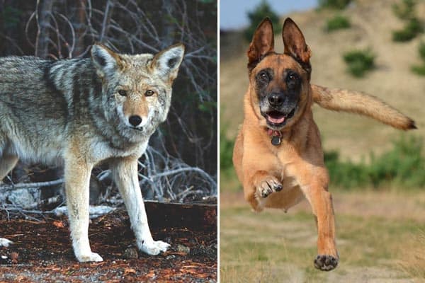 Belgian Malinois Coyote Mix