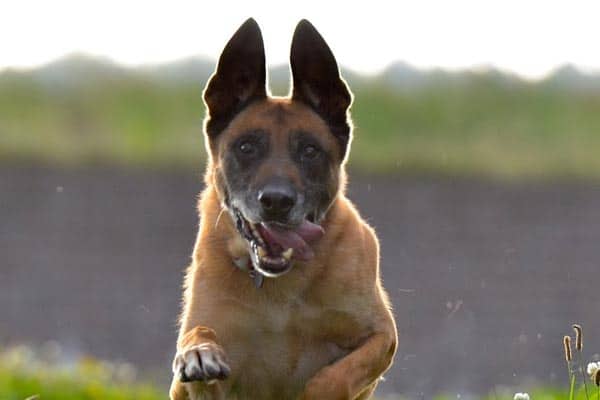 Belgian-Malinois-Long-Hair