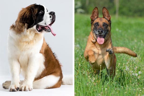 Belgian-Malinois-St-Bernard-Mix