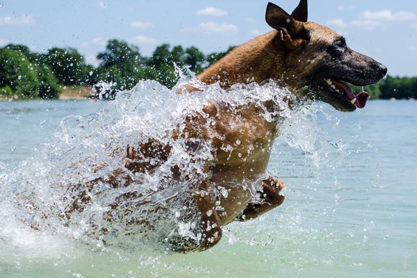 Belgian-Malinois