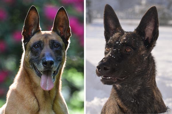 Dutch Shepherd Belgian Malinois Mix: Meet the Sturdy, Serious, Hard