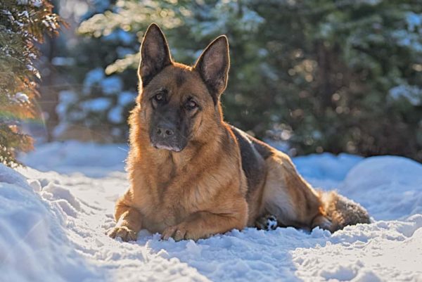 Greman shepherd in the snow