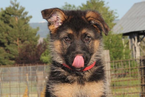 How-to-Crate-Train-a-German-Shepherd-Puppy