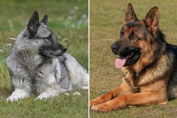 Norwegian Elkhound German Shepherd Mix